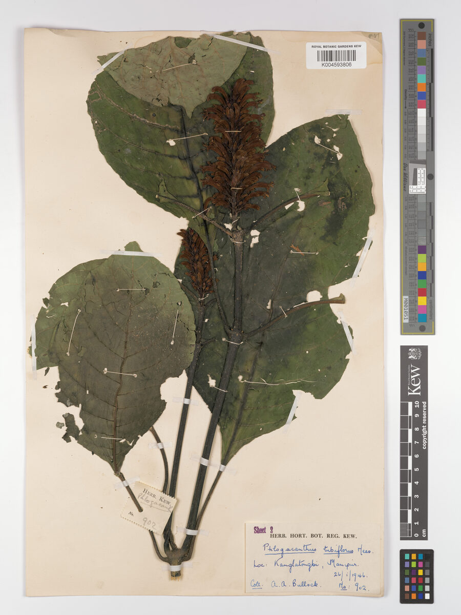 Phlogacanthus tubiflorus — photo