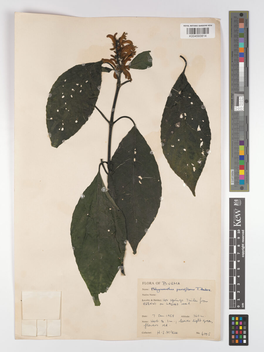Phlogacanthus tubiflorus