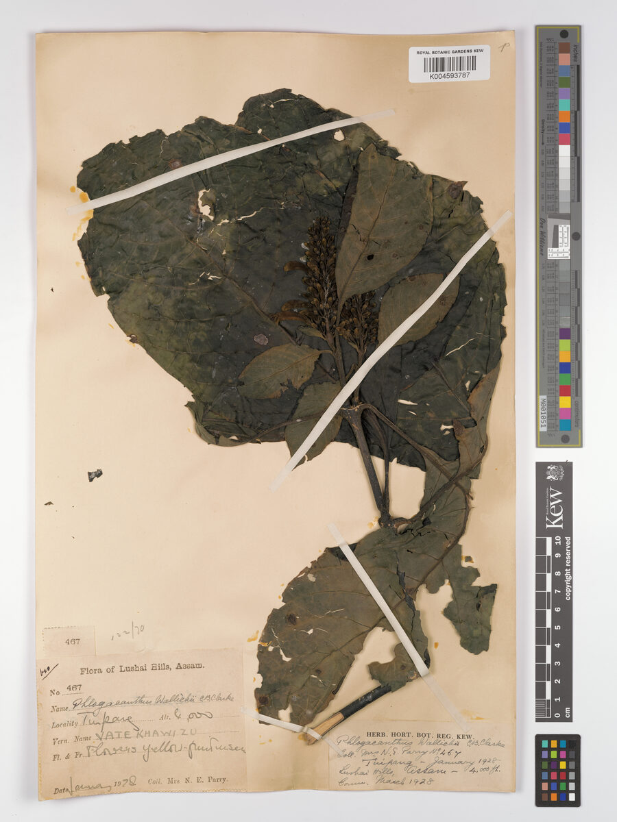 Phlogacanthus wallichii — photo