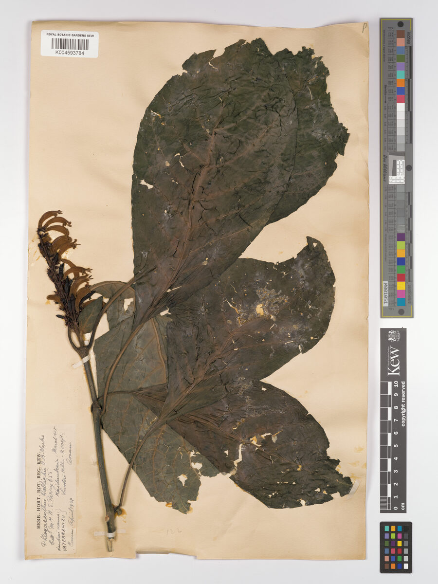 Phlogacanthus wallichii — photo