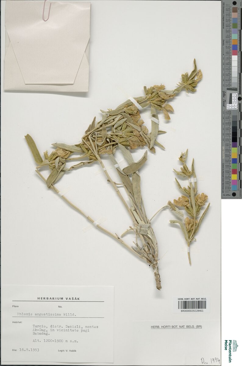Phlomis angustissima — photo