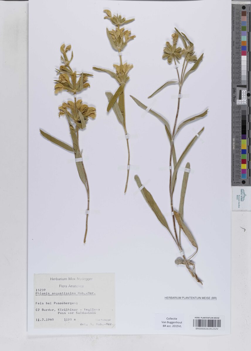 Phlomis angustissima — photo