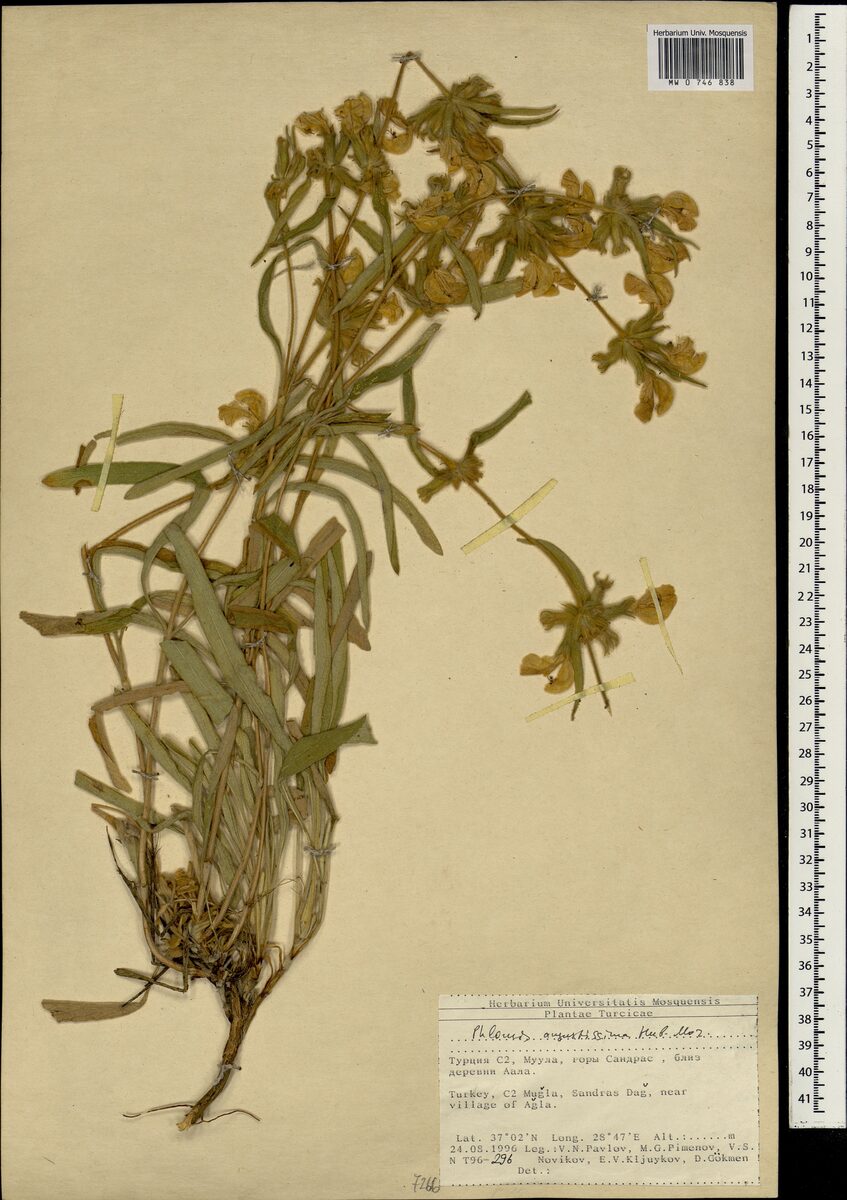 Phlomis angustissima