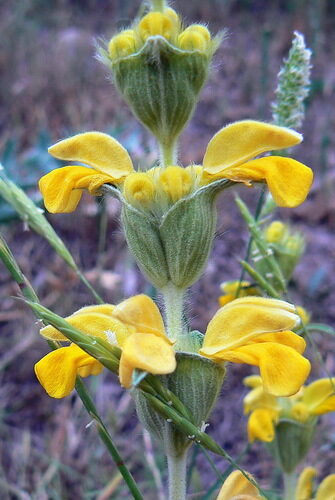 Phlomis lychnitis (Lamwick Plant) — photo
