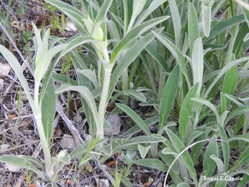 Phlomis lychnitis (Lamwick Plant) — photo