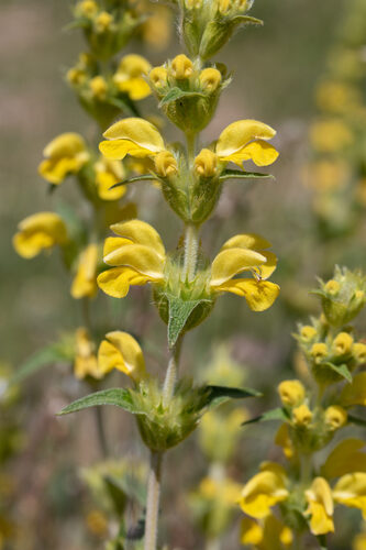 Phlomis lychnitis
