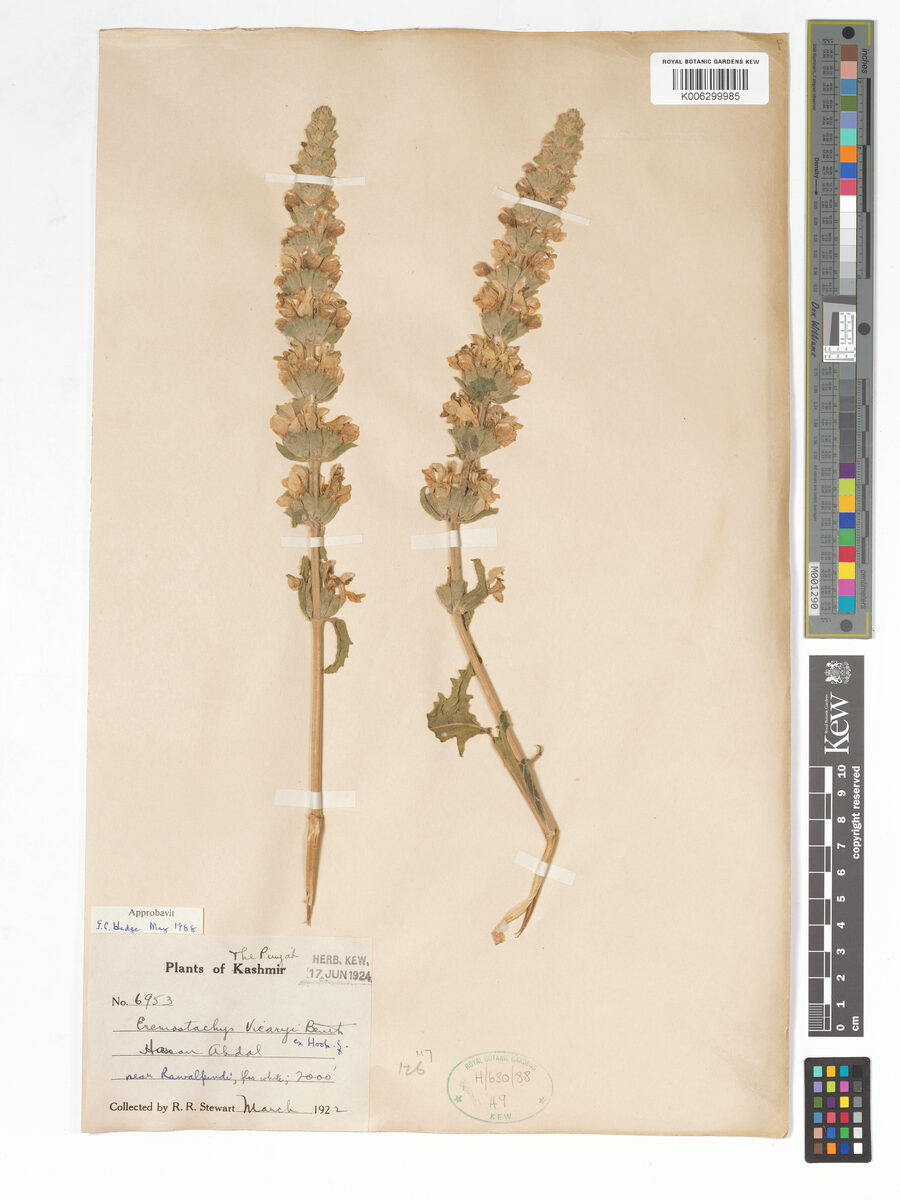 Phlomoides vicaryi — photo