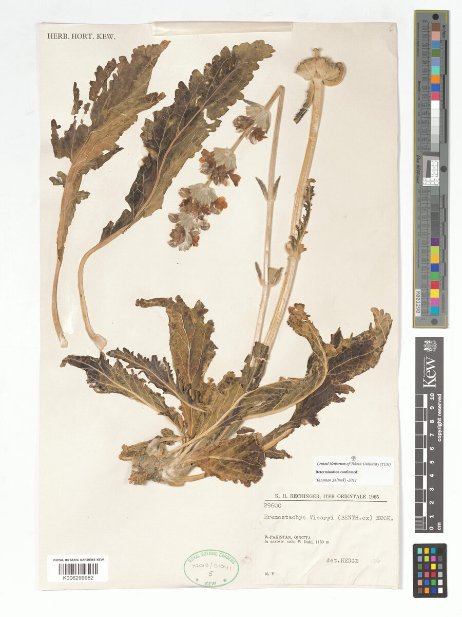 Phlomoides vicaryi