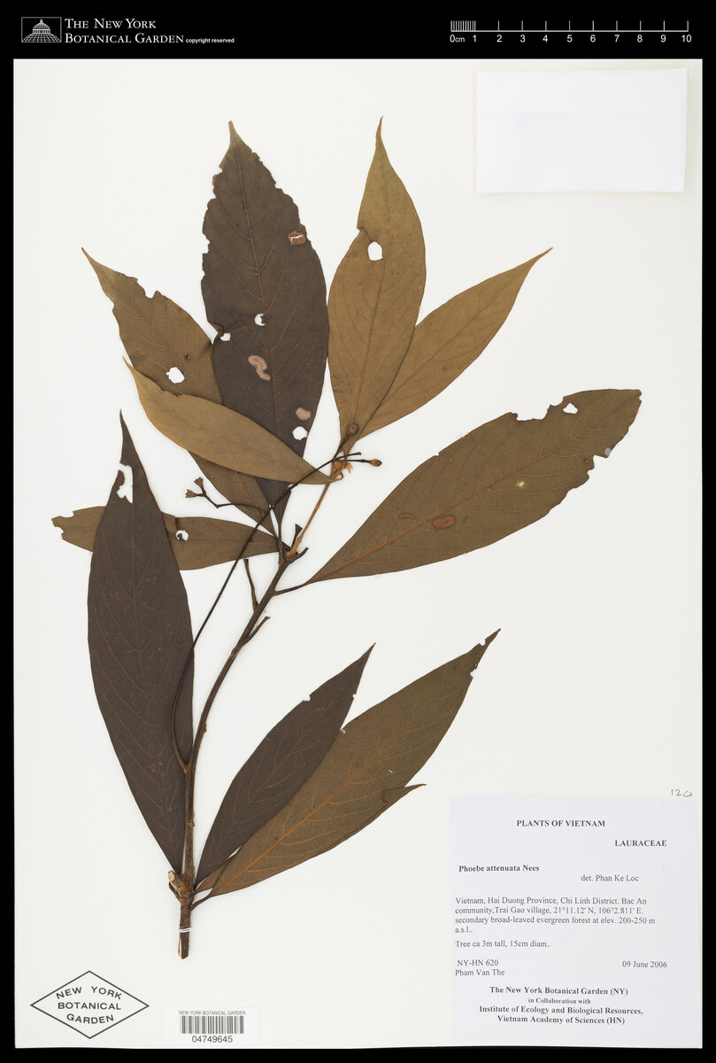 Phoebe attenuata — photo