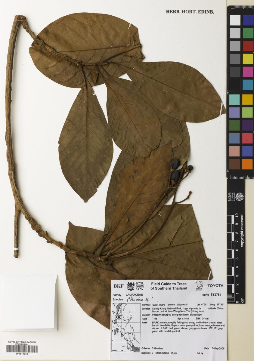 Phoebe attenuata