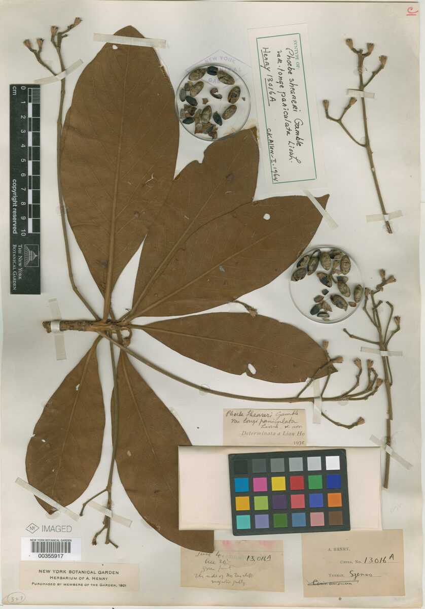 Phoebe puwenensis