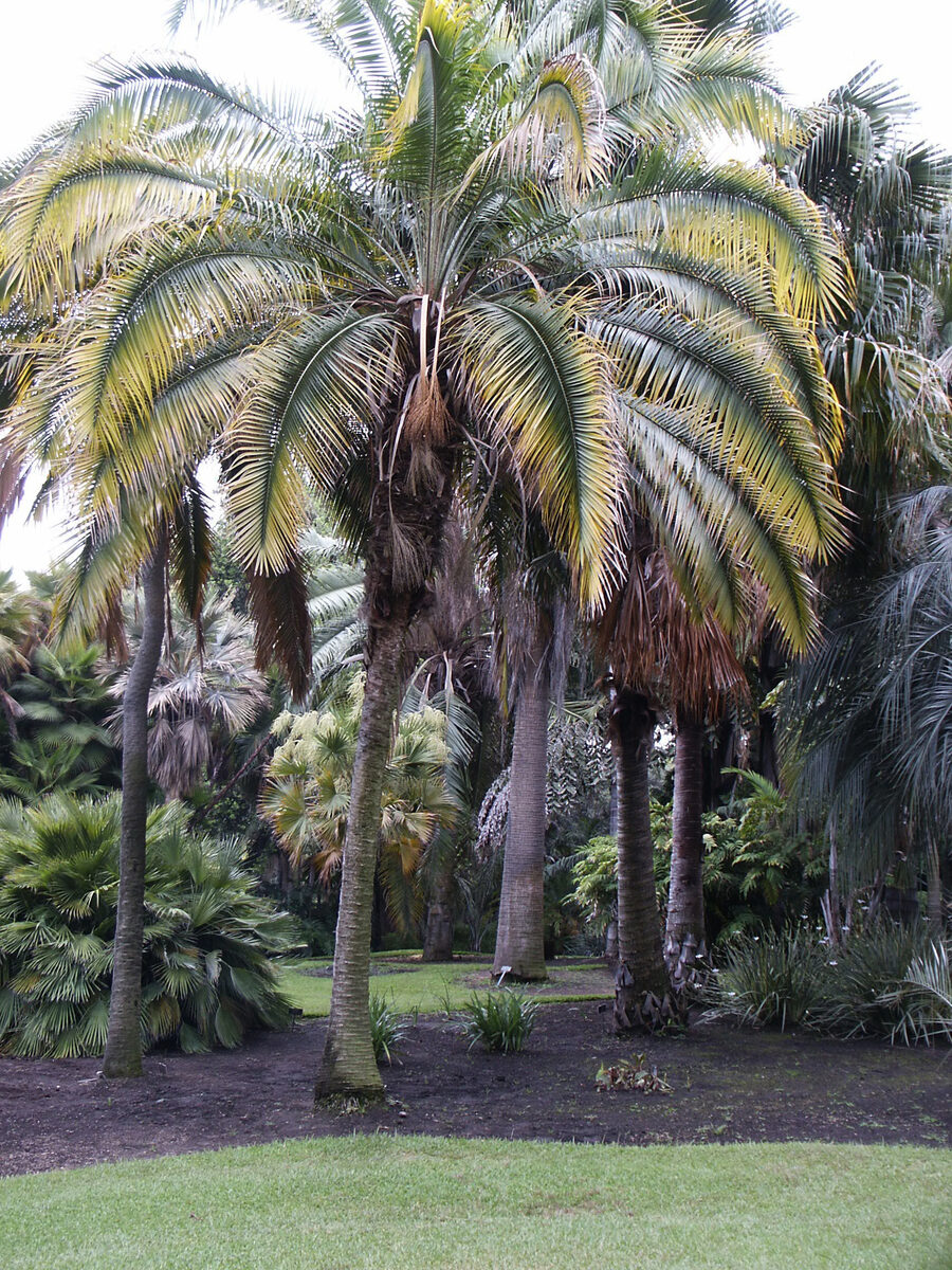 Phoenix rupicola (East Indian Wine Palm) — photo