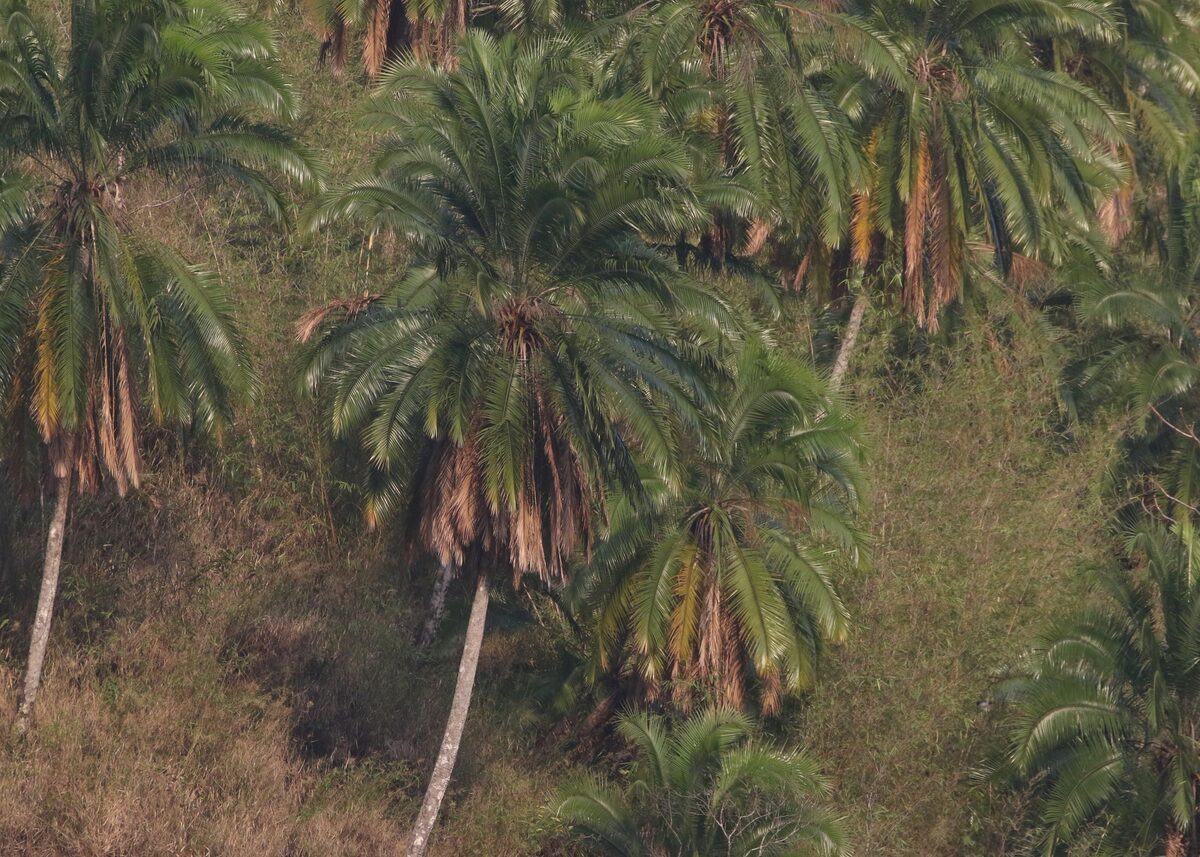Phoenix rupicola (East Indian Wine Palm) — photo