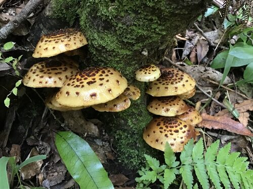 Pholiota adiposa — photo