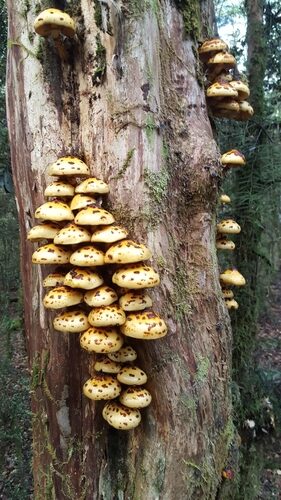 Pholiota adiposa — photo