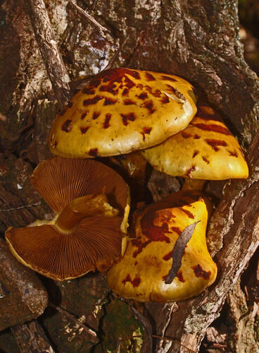 Pholiota adiposa