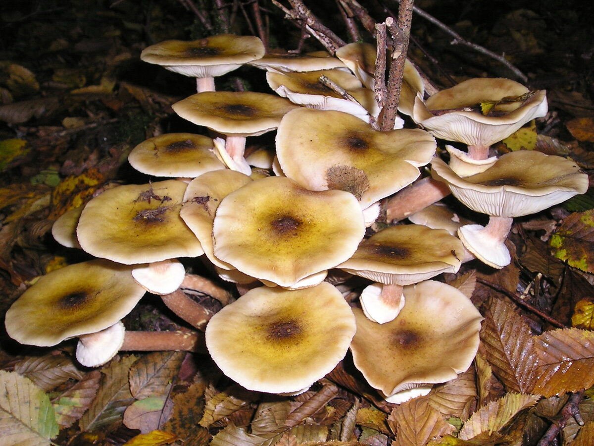 Pholiota spp. (Mushroom) — photo