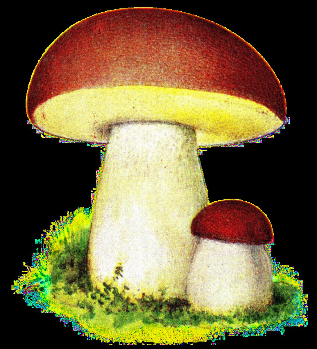 Pholiota spp. (Mushroom) — photo