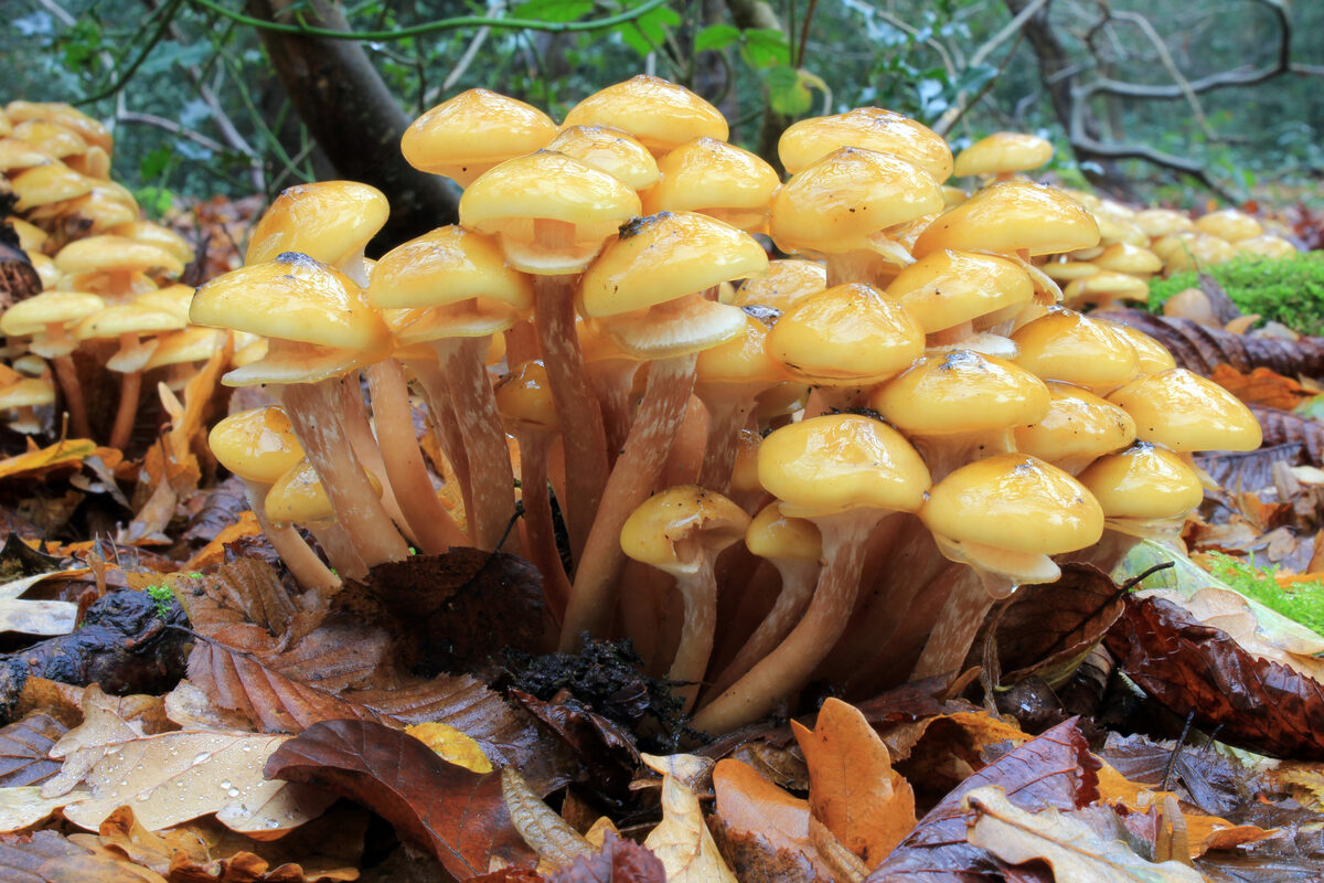 Pholiota spp.