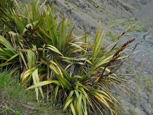 Phormium cookianum (Wharariki) — photo