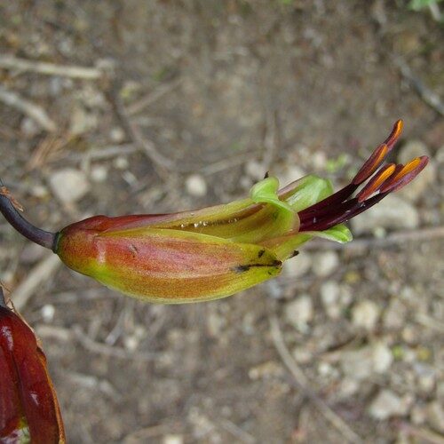 Phormium cookianum (Wharariki) — photo