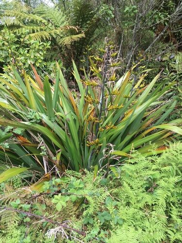Phormium cookianum
