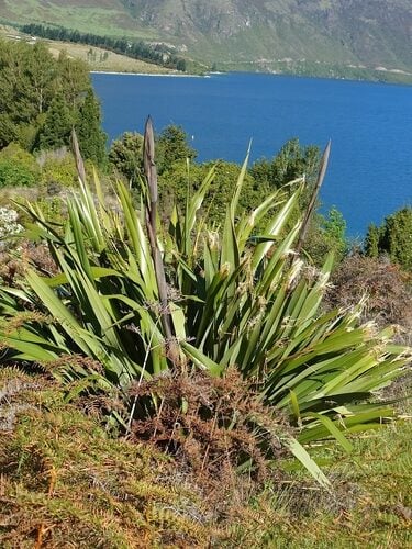 Phormium tenax (New Zealand Flax) — photo