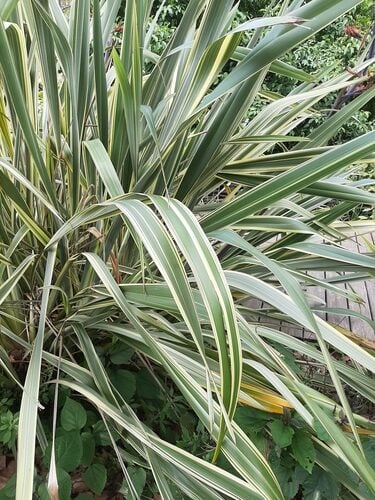 Phormium tenax (New Zealand Flax) — photo