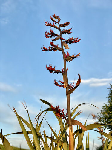 Phormium tenax