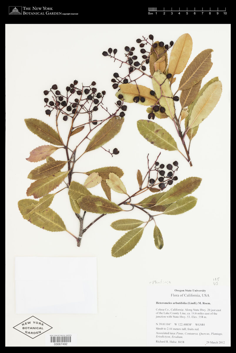 Photinia arbutifolia (Christmas Berry) — photo