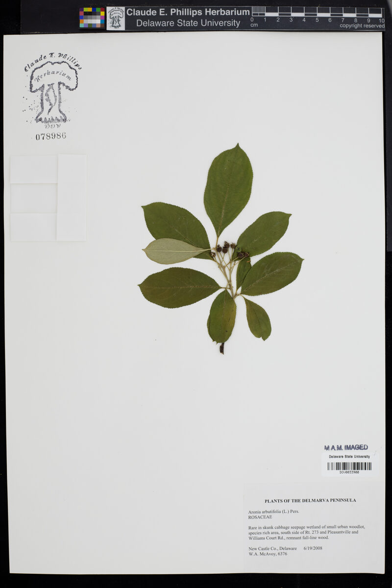 Photinia arbutifolia (Christmas Berry) — photo