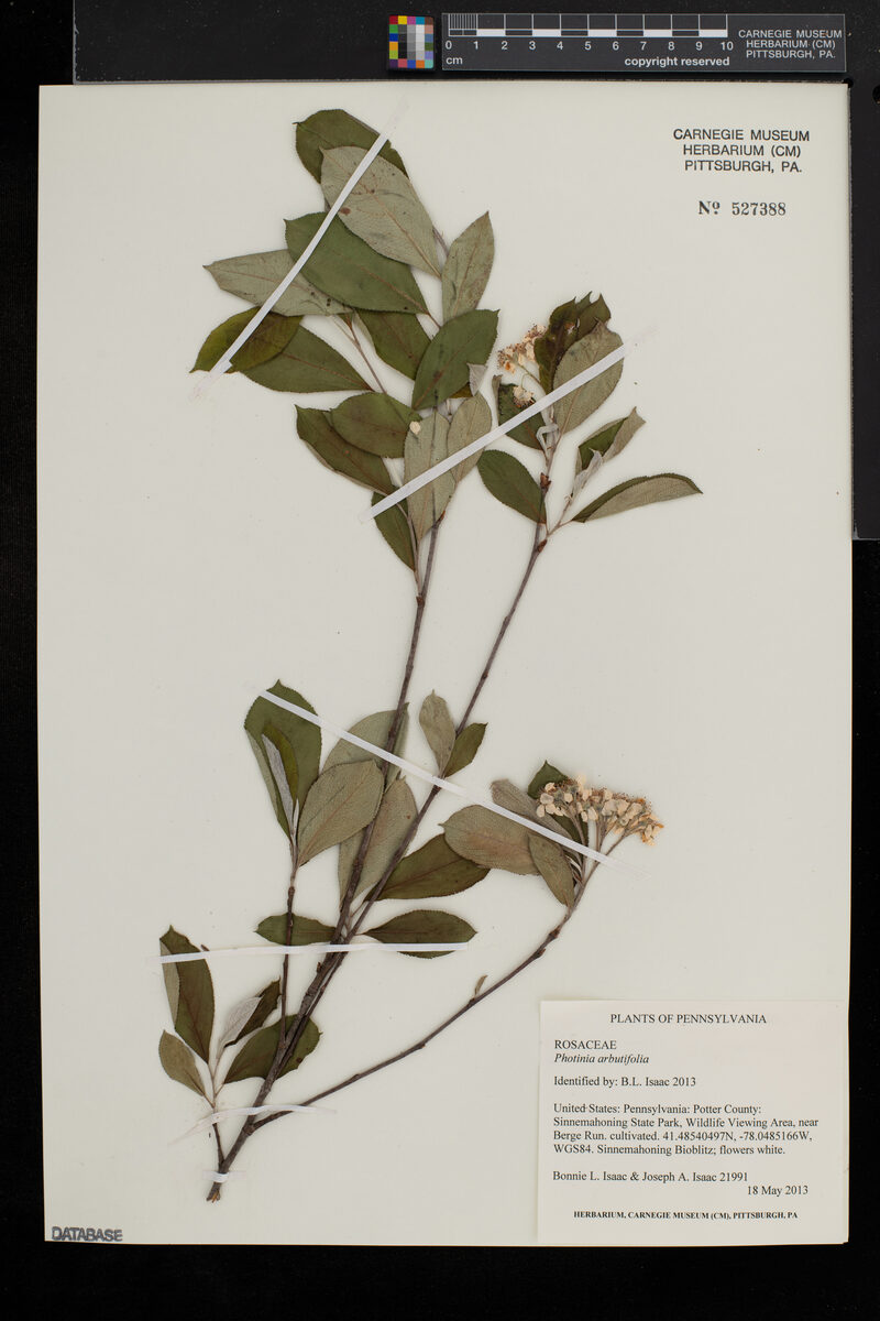 Photinia arbutifolia