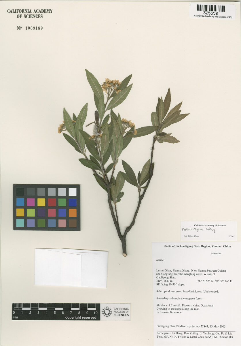 Photinia arguta (Dun-soh-rynkha-mum) — photo