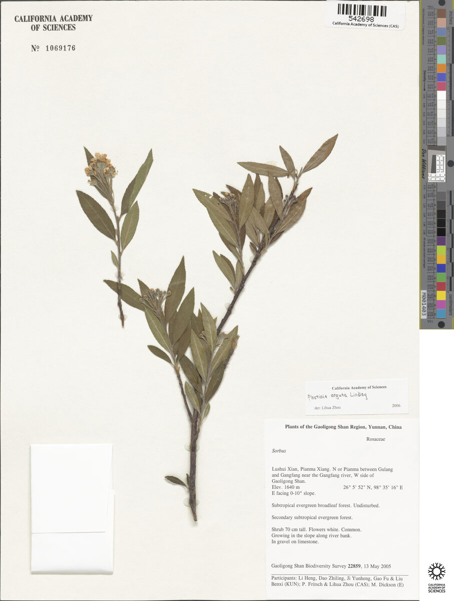 Photinia arguta (Dun-soh-rynkha-mum) — photo