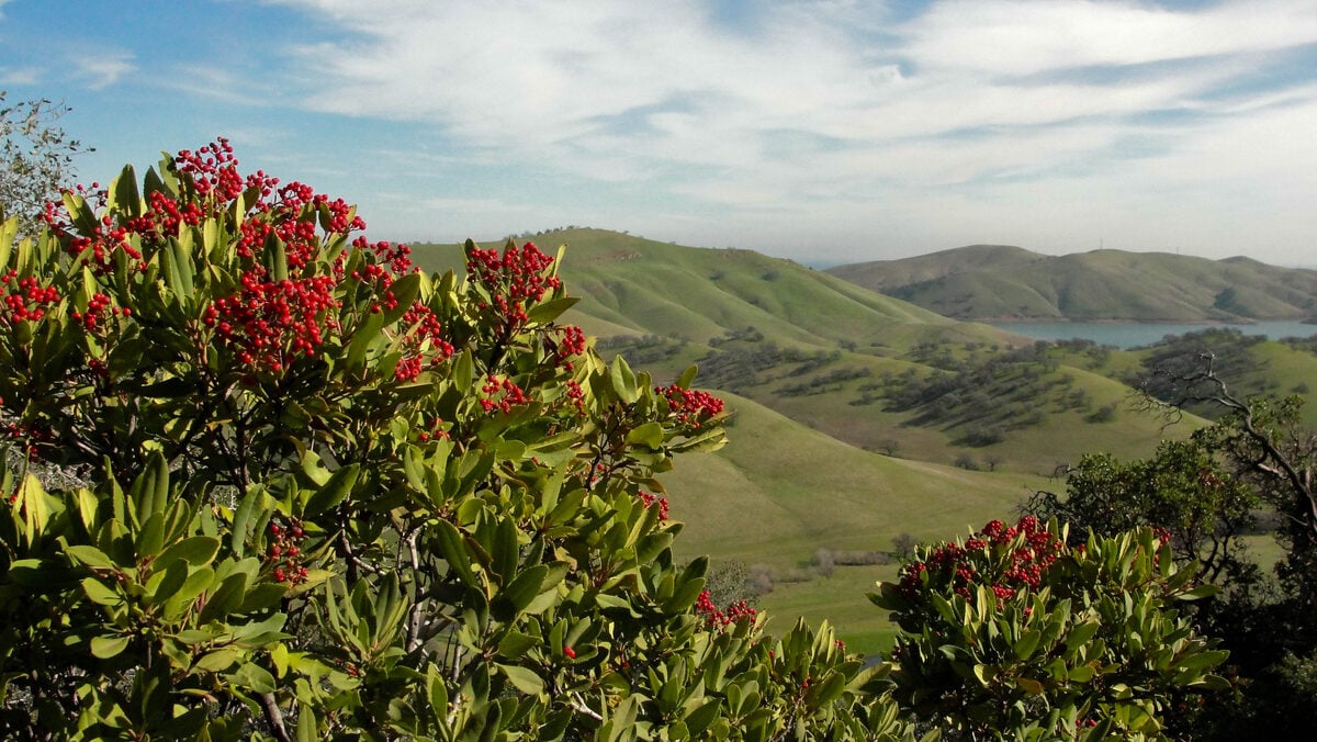 Photinia salicifolia — photo