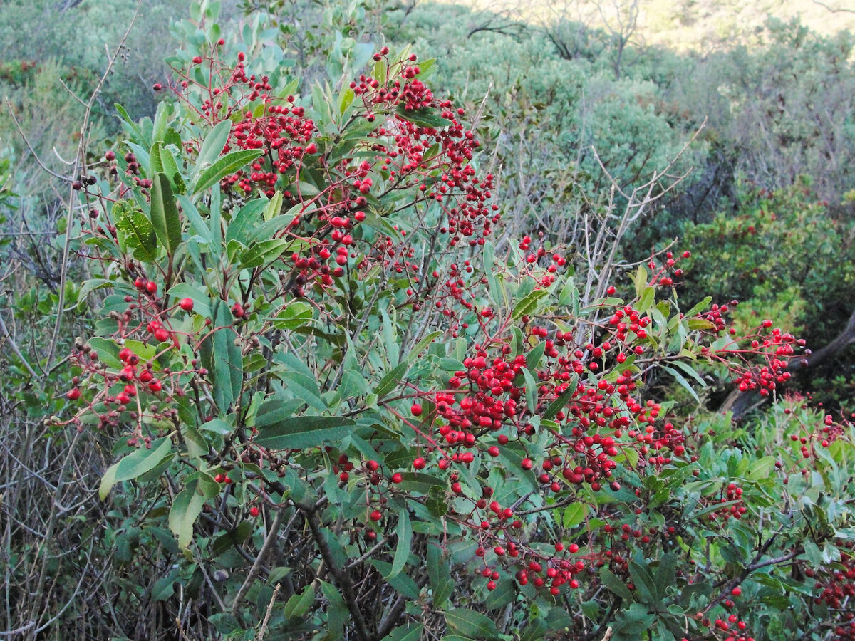 Photinia salicifolia — photo
