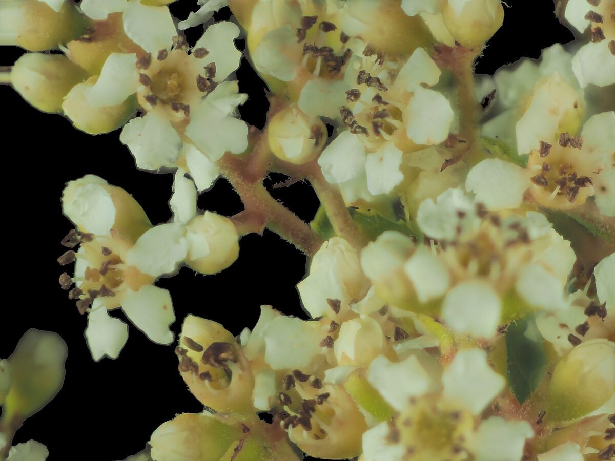 Photinia salicifolia