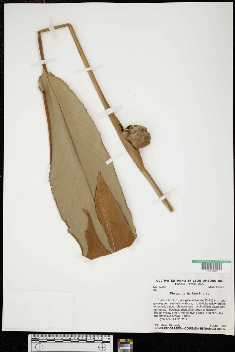 Phrynium hirtum — photo