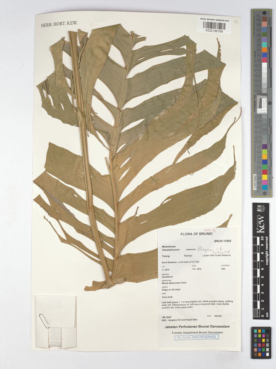 Phrynium hirtum — photo