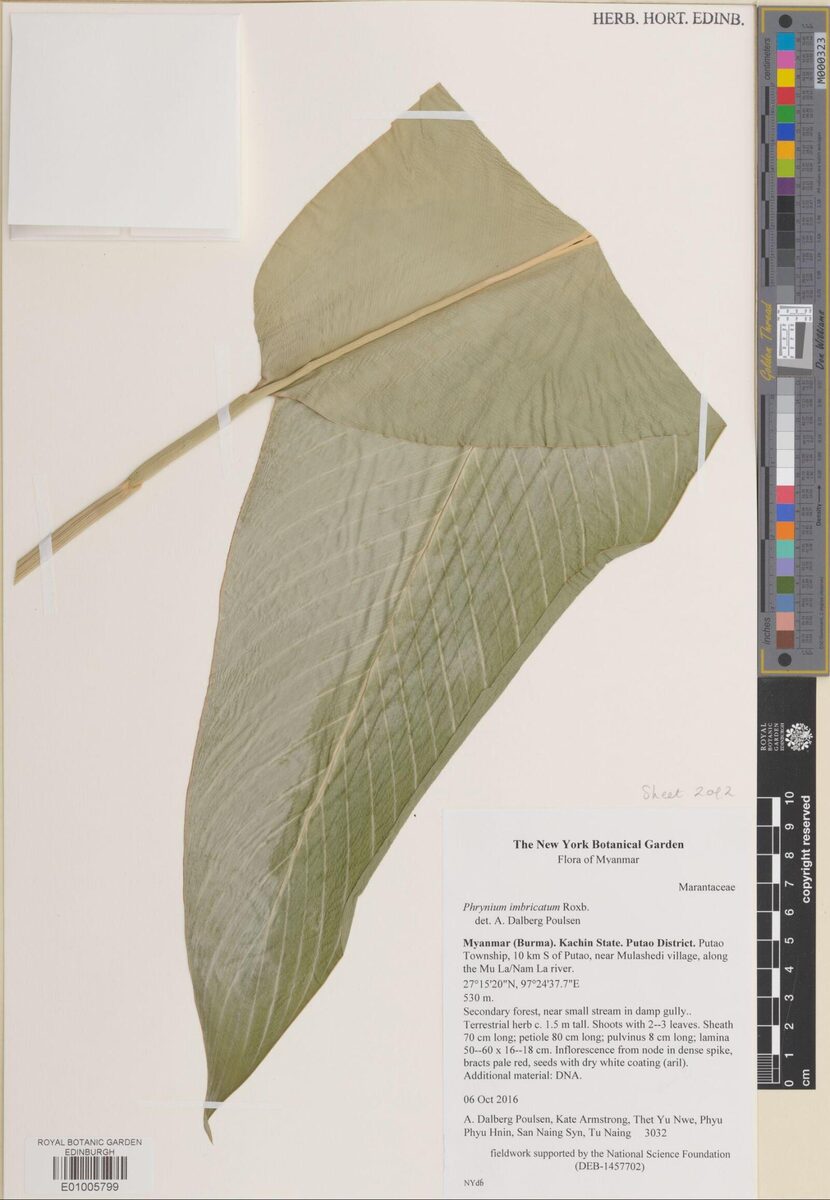 Phrynium imbricatum — photo