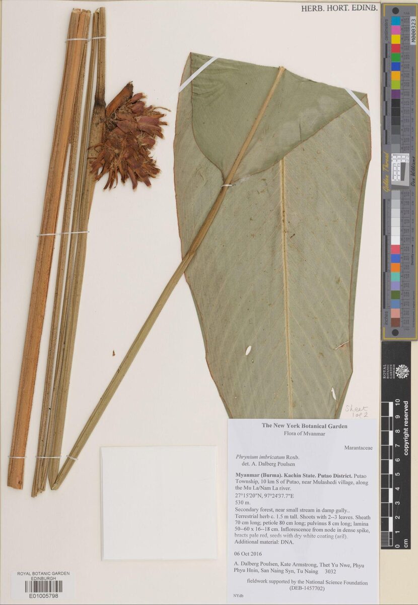 Phrynium imbricatum — photo