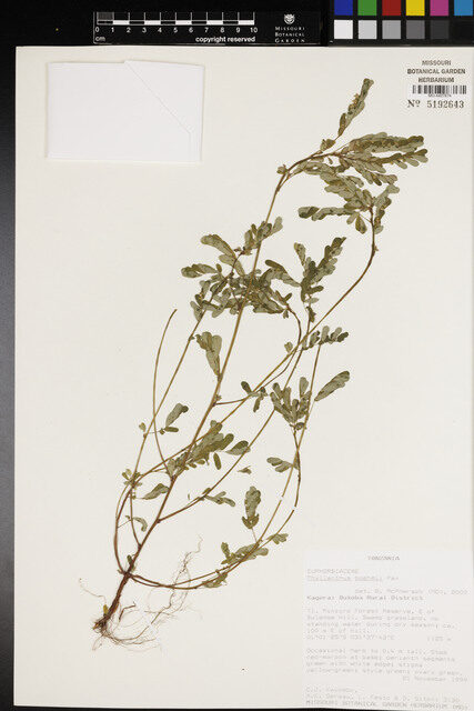 Phyllanthus boehmii — photo