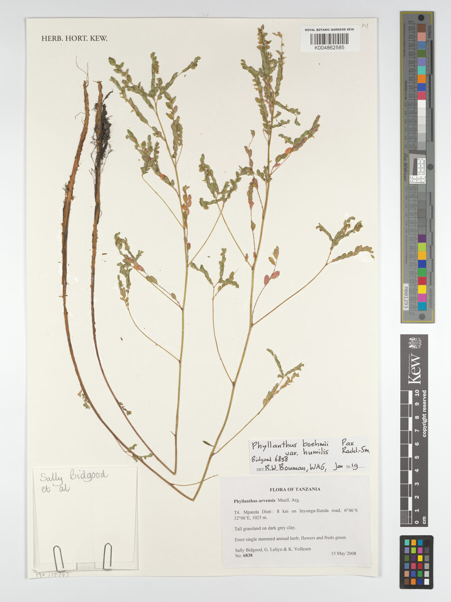 Phyllanthus boehmii