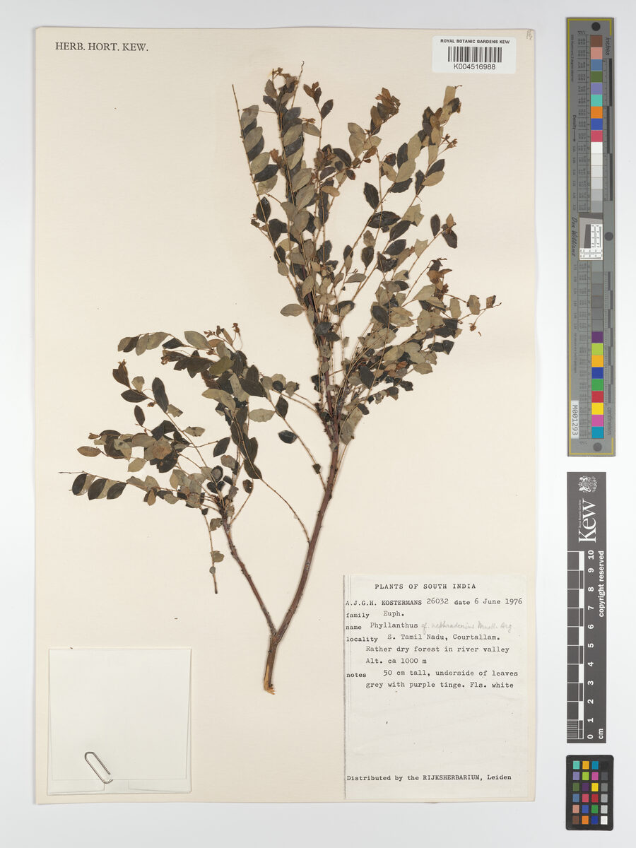Phyllanthus heyneanus (Indian gooseberry) — photo