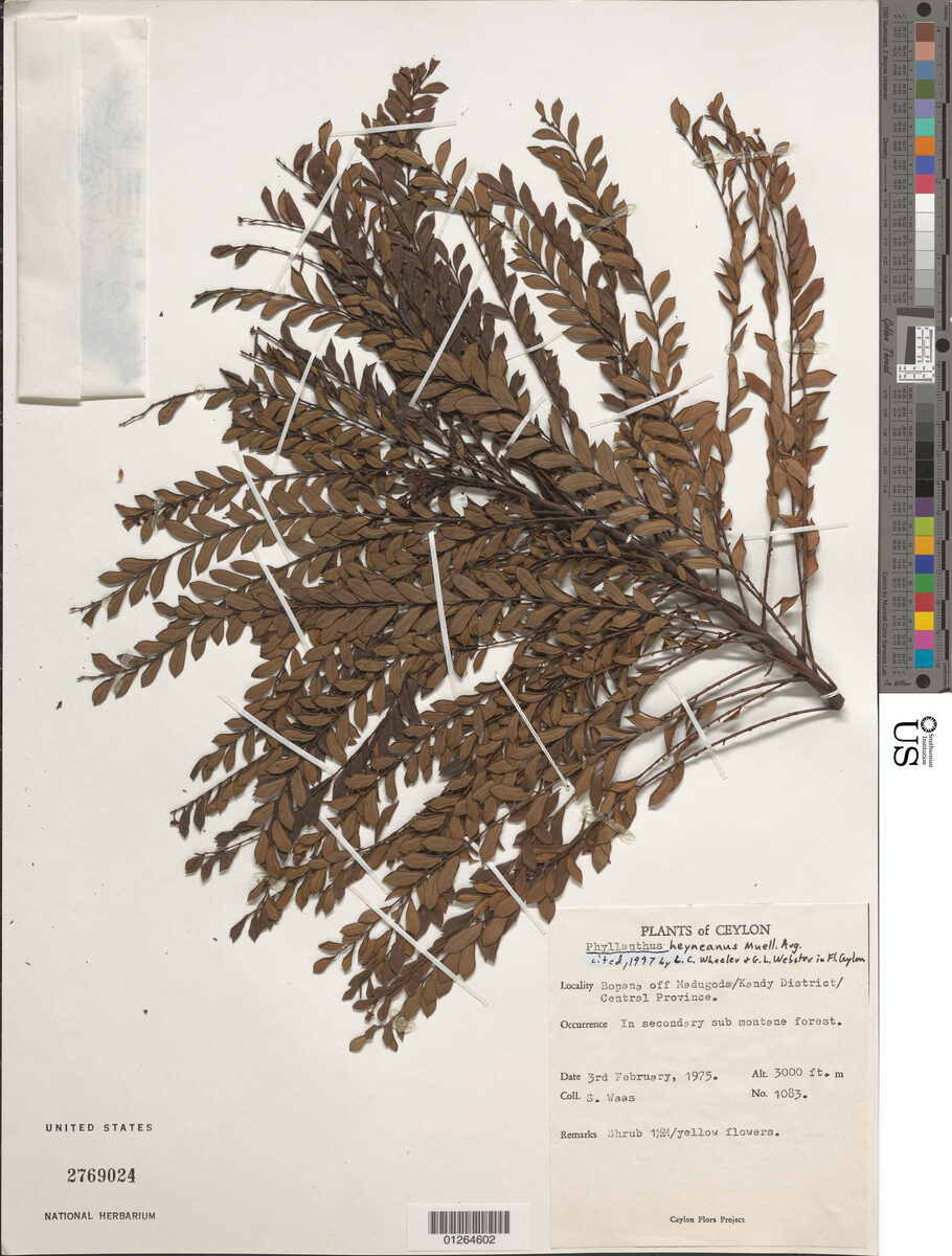 Phyllanthus heyneanus (Indian gooseberry) — photo