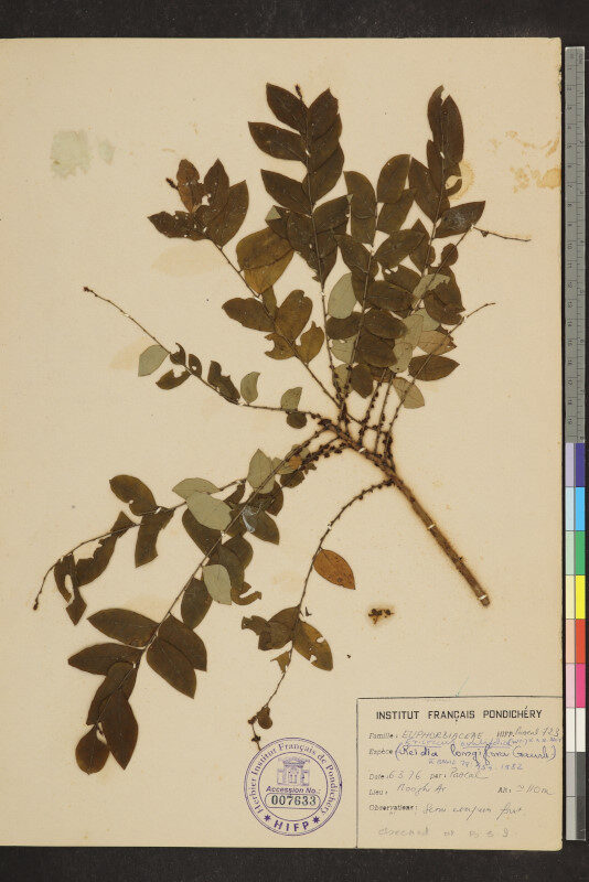Phyllanthus heyneanus