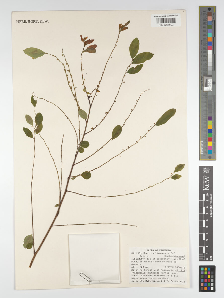 Phyllanthus limmuensis — photo