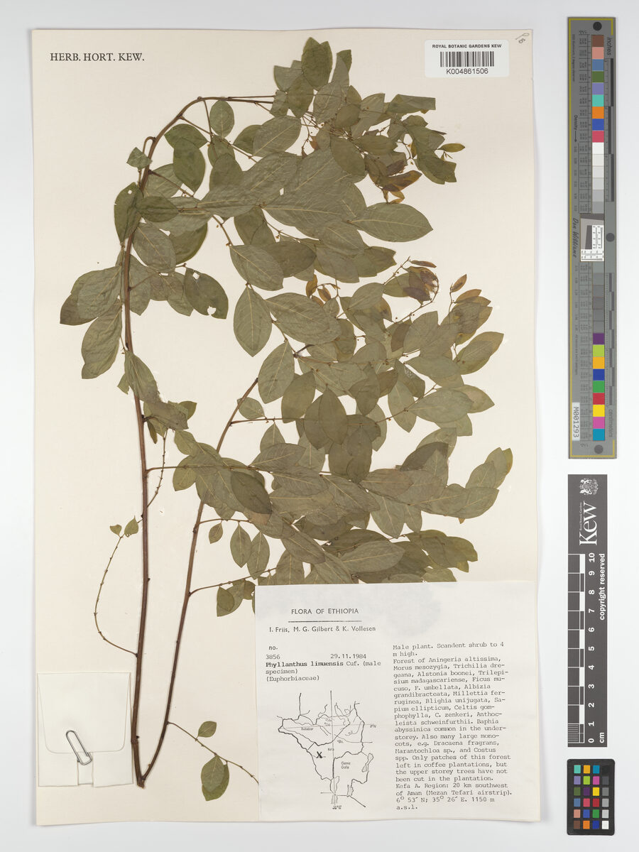 Phyllanthus limmuensis — photo