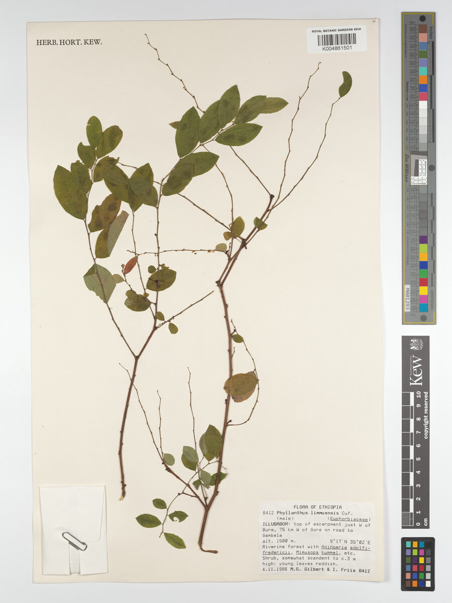 Phyllanthus limmuensis