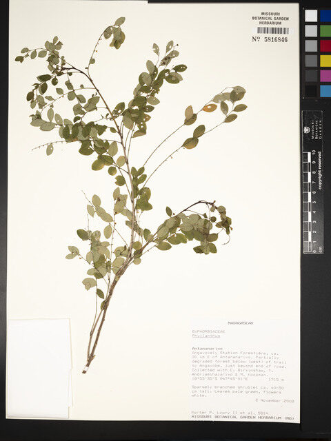 Phyllanthus melleri